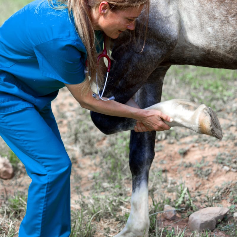 Equine Veterinary Services, Argyle Vet