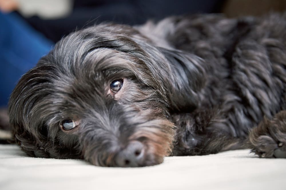 Dental Care at Argyle Veterinary Hospital