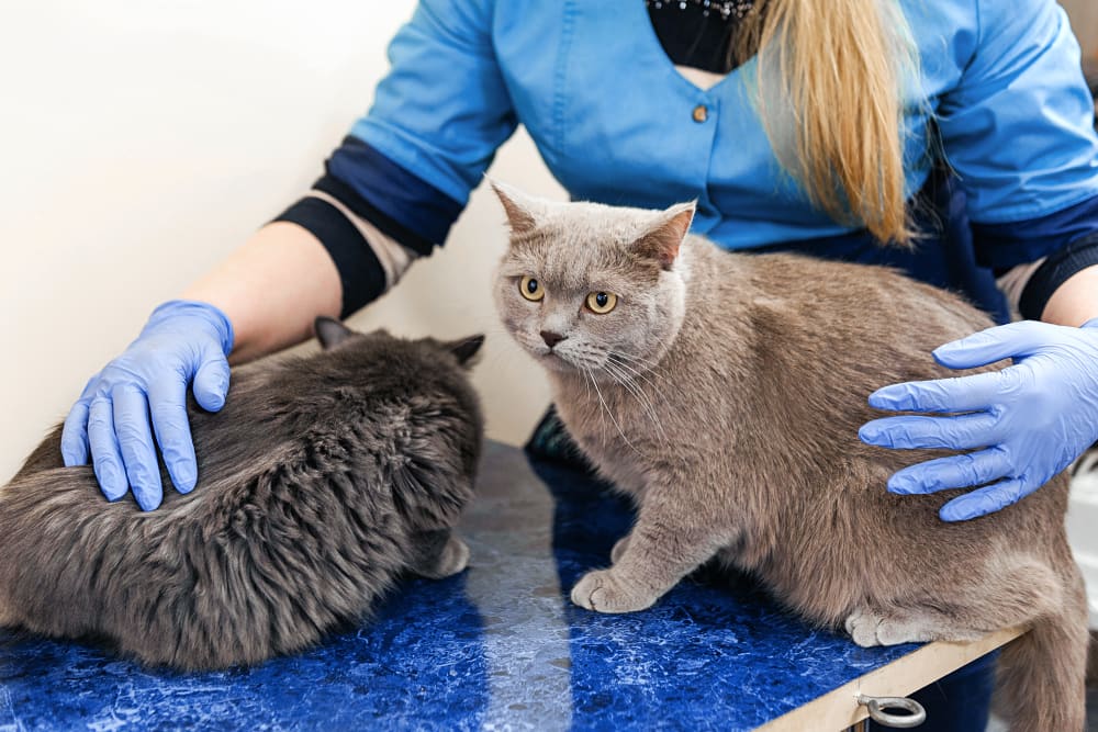 Denton County Veterinarians