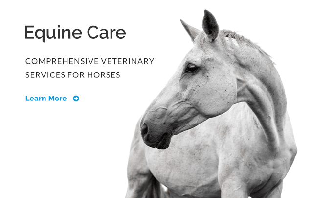Argyle- Equine Vet in Argyle