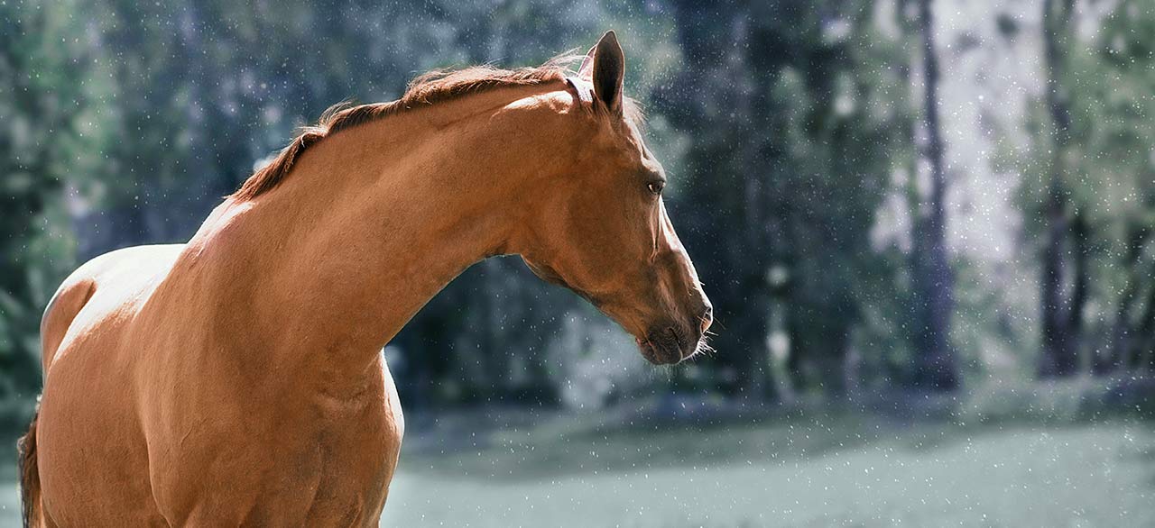 Horse Vet Care in Argyle